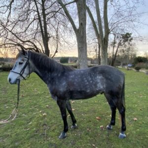 Kajou de Givry (Copie)