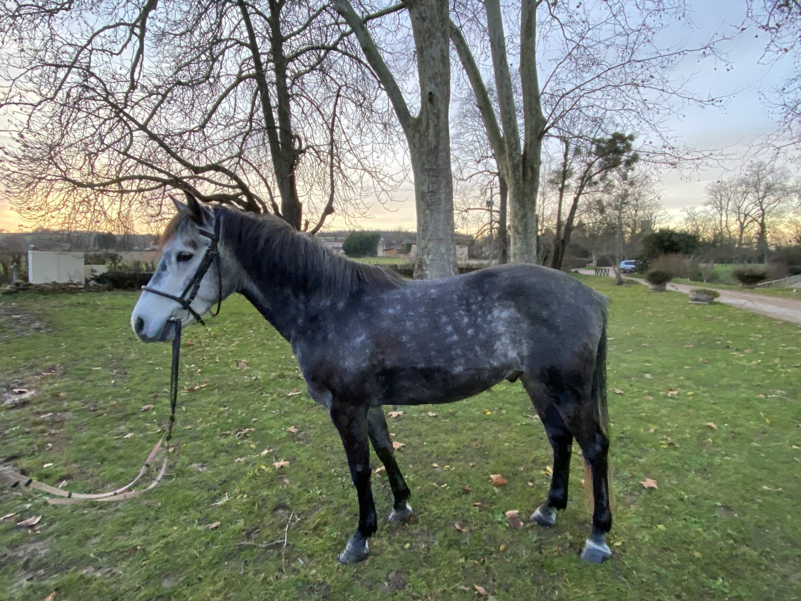 Kajou de Givry (Copie)