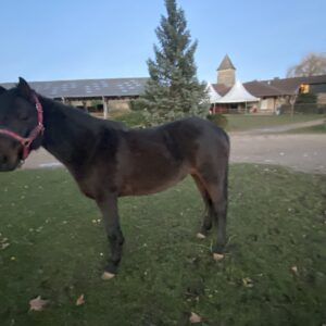 Gypsie de Givry (Copie)