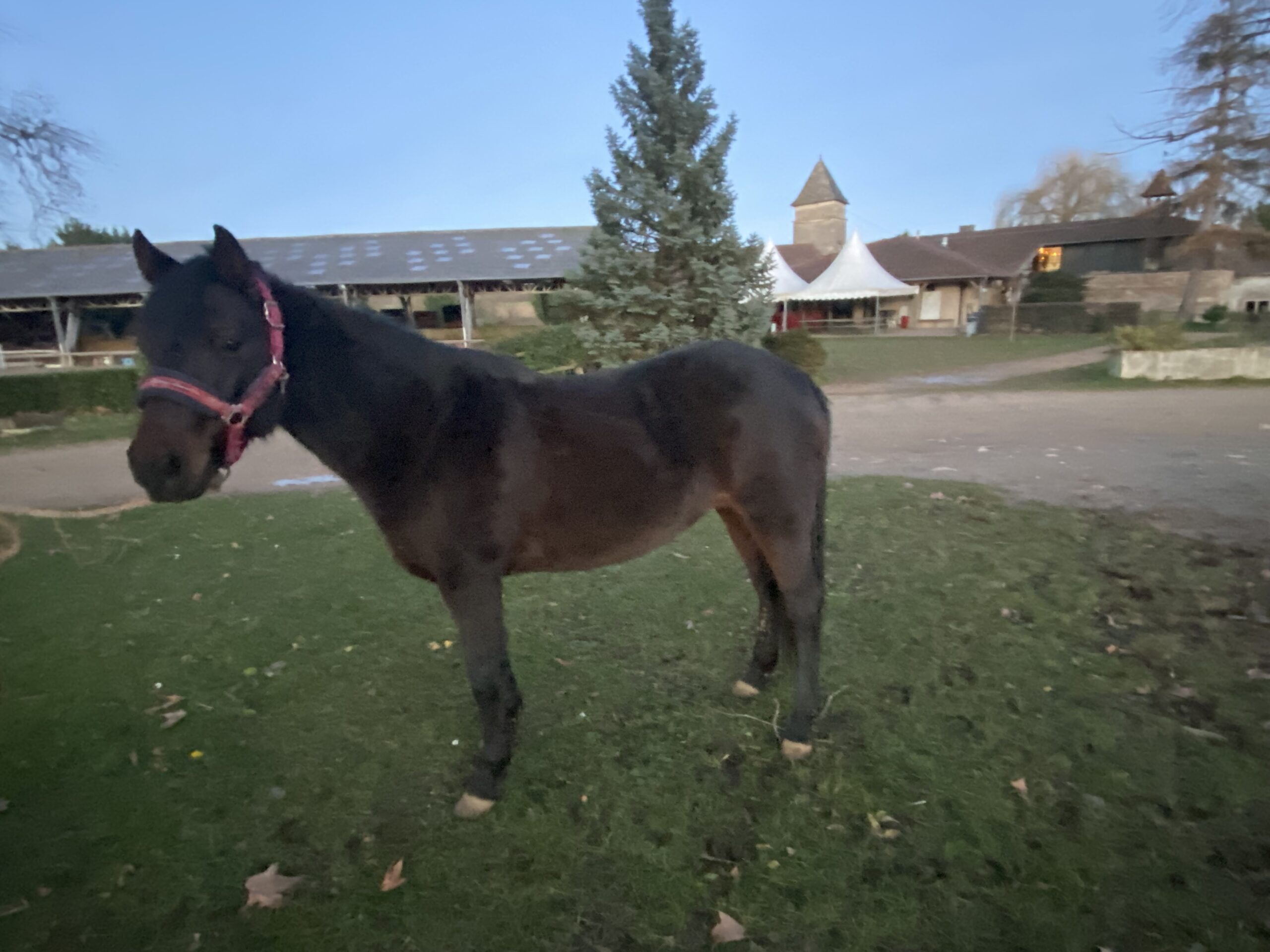 Gypsie de Givry (Copie)