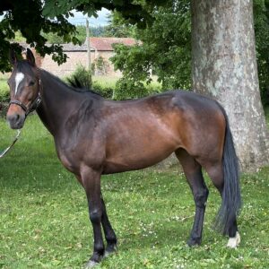 Ielostone de Givry
