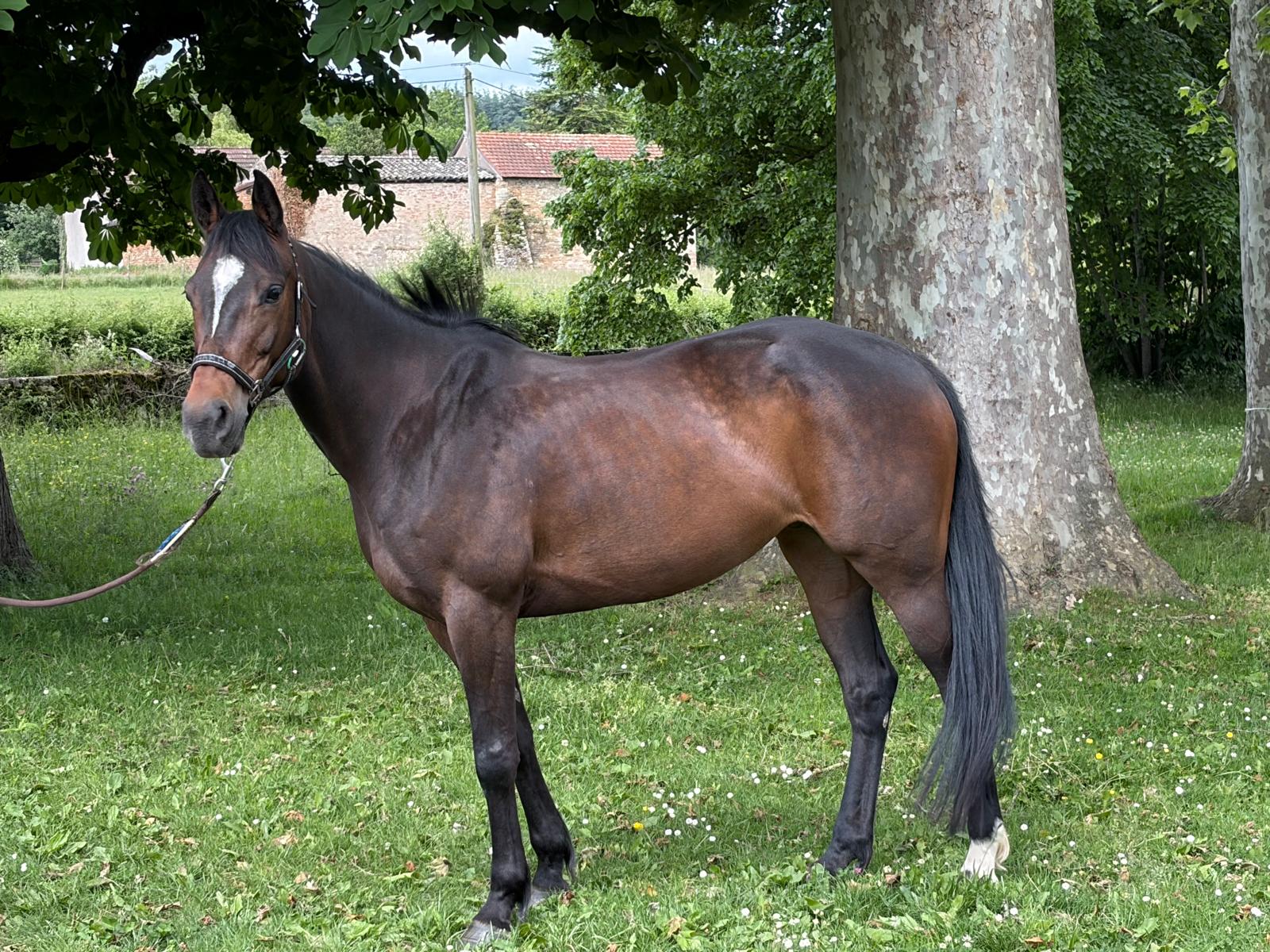 Ielostone de Givry