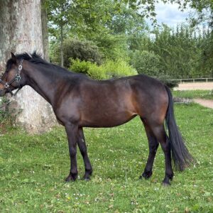 Gypsie de Givry