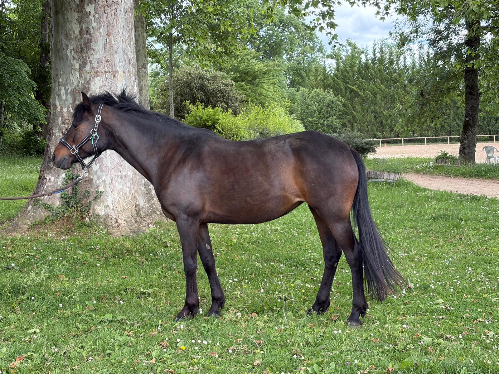 Gypsie de Givry