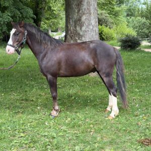 Lucky-Doll de GIVRY
