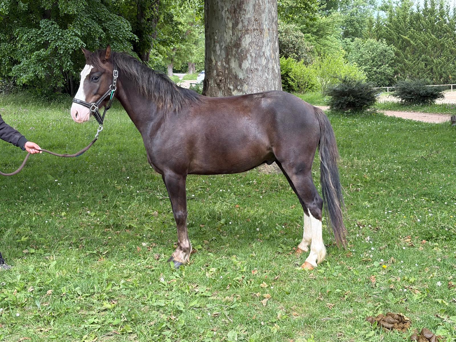 Lucky-Doll de GIVRY