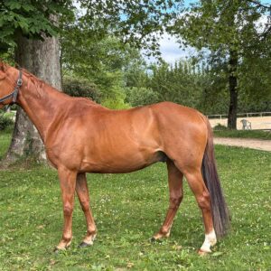 Jezabel de Givry