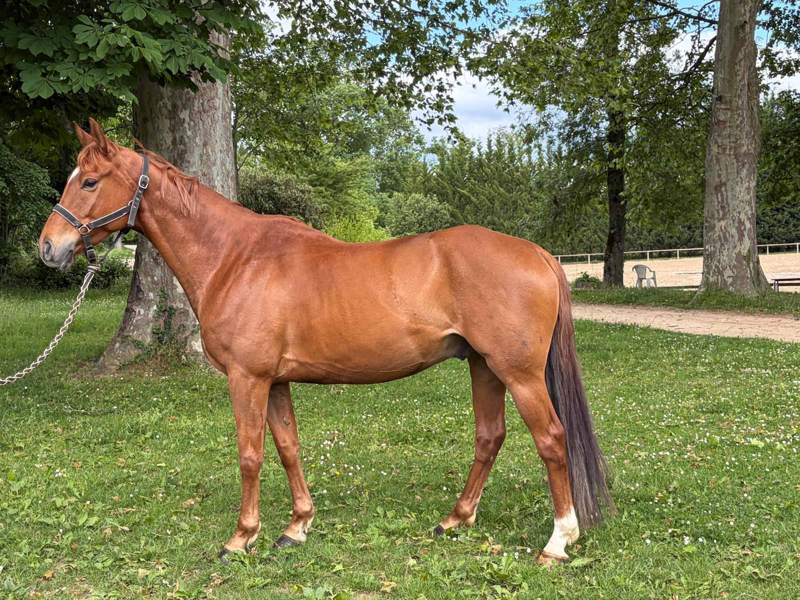 Jezabel de Givry